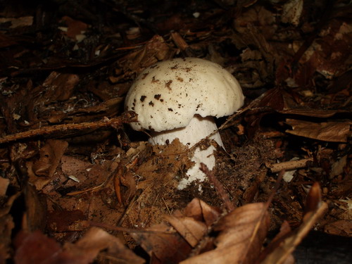 бееееленький...