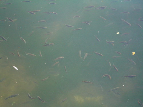 forel 00.jpg