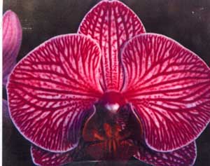 P. Matou Stripe ‘M’$9.79[TW_4297]Бывает пёстрик.jpg