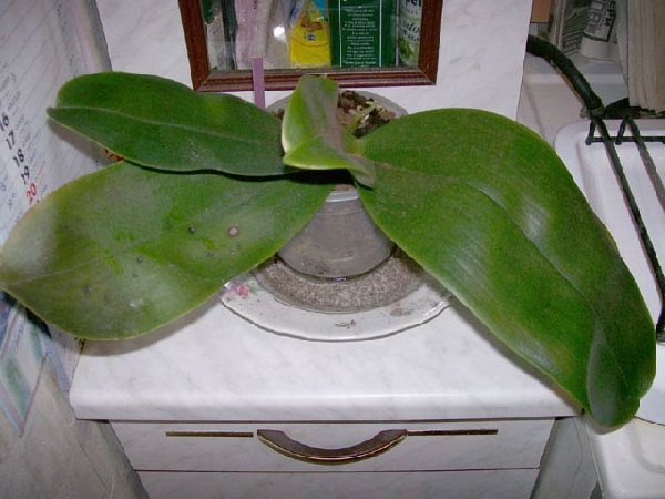 Phal.Ever Spring Fairy