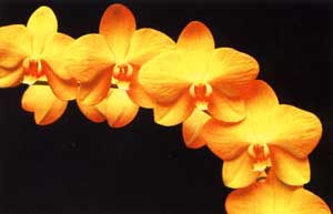 P. Golden Emperor 'Sweet' FCC.AOSє4.03тайвань.jpg