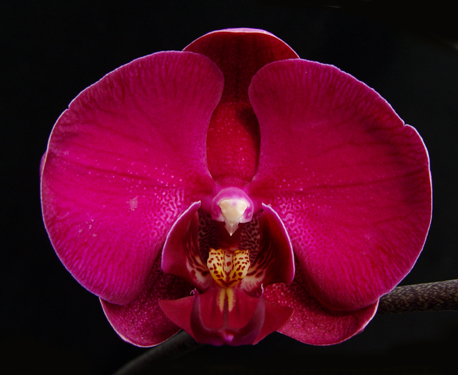 Dtps. King Shiang's Rose 'ORCHIS'є8.06.jpg