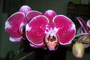 Dtps. Chain Xen Pearl 'ORCHIS'є10.75.jpg