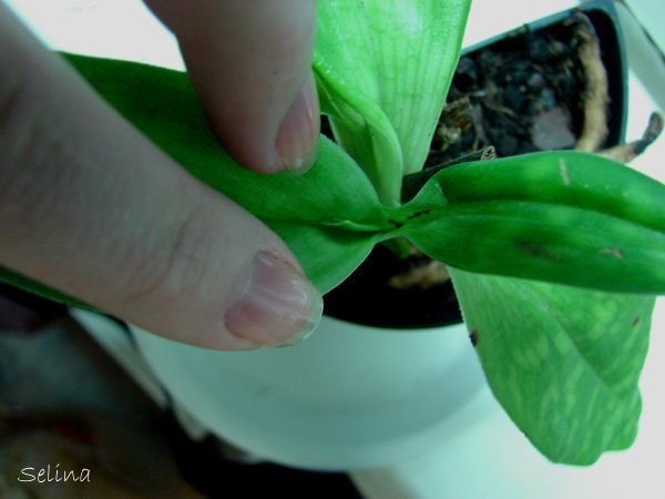 В обоих лезут листики