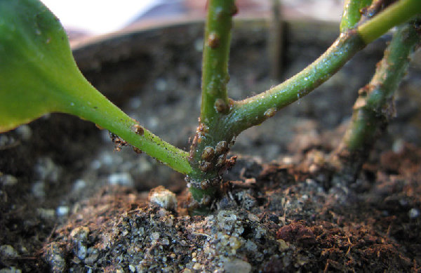 Вот такие коричневые козюли