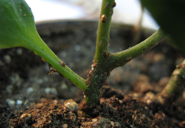 Если их содрать - остаётся белый контур