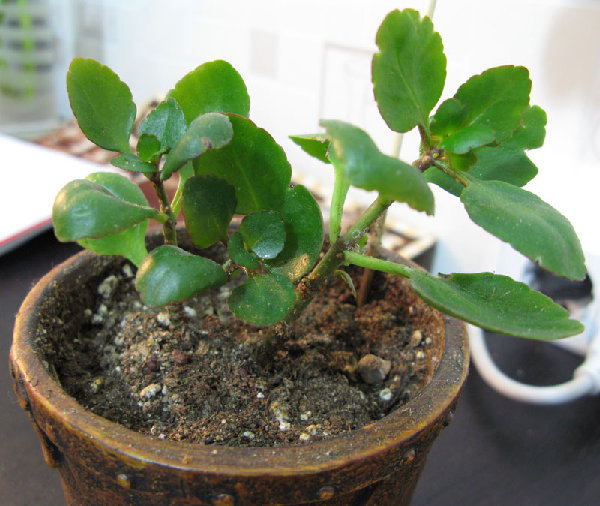 Так растение выглядит СЕЙЧАС