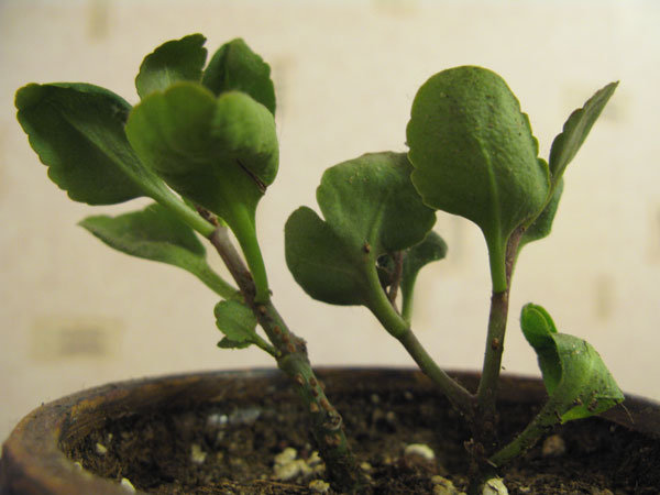 Каланхое 2 месяца назад