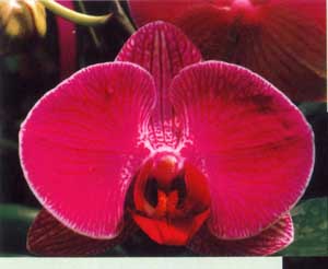 Dtps. Minho Princess ‘ORCHIS’[TW_4228]$9.79.jpg