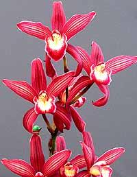 Cym. Nut 'ORCHIS'TW_11042]є3.20.jpg