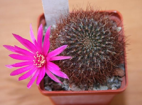 Sulcorebutia Swobodae