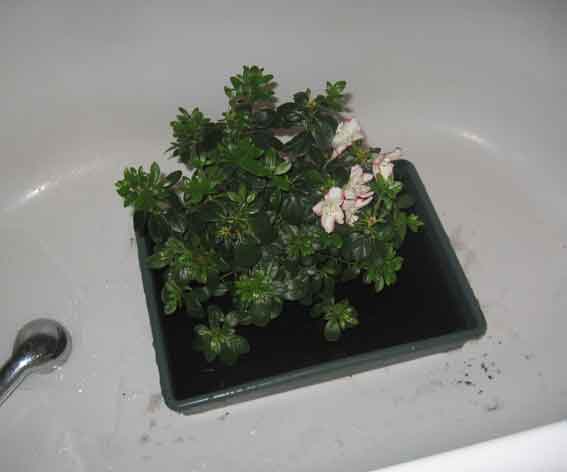 Азалька отмокает