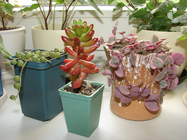 три новых жильца