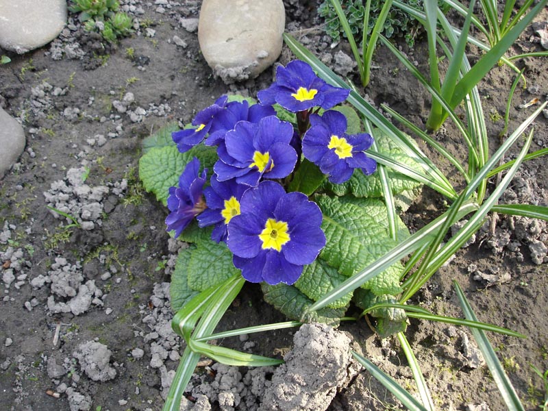 Перезимовавшая примула