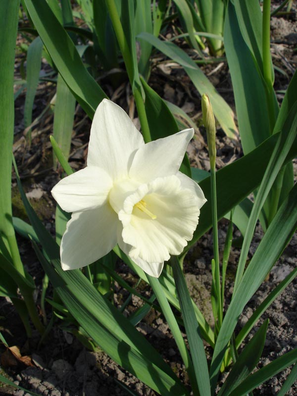 Первое цветение