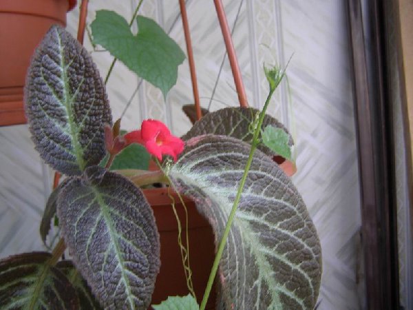 размера P8060262.JPG