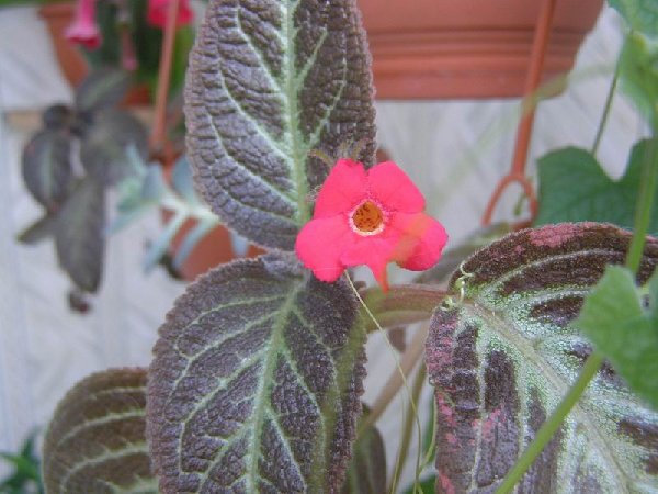 размера P8060263.JPG