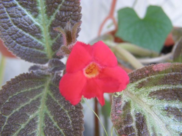 размера P8060264.JPG