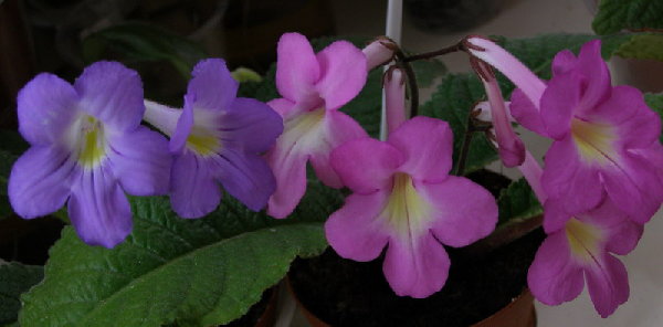 Sian и Bristol's Periwinkle