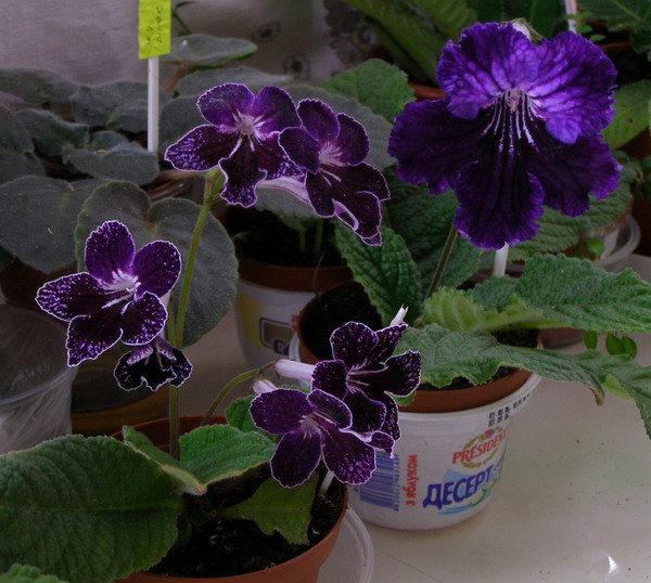 Serius и Moonlit Velvet