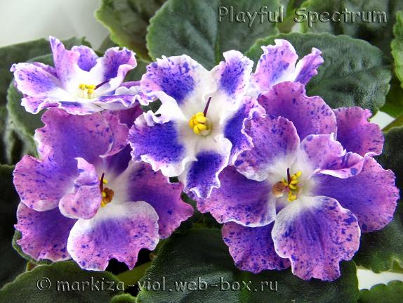 Playful Spectrum22.JPG