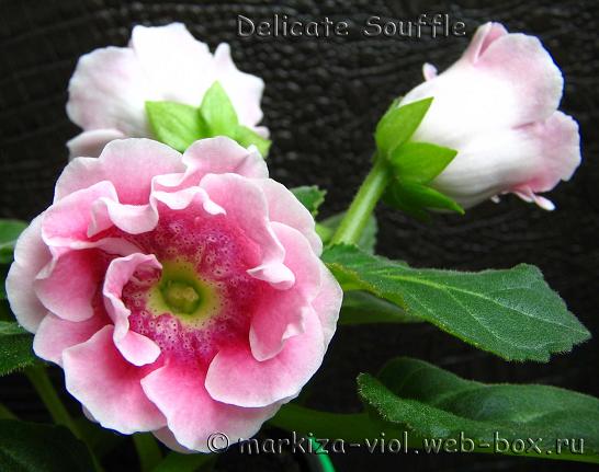 Delicate Souffle.JPG