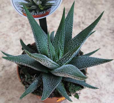 Хавортия полосатая