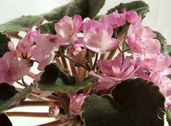 Цветы на вид нежные, а держатся долго