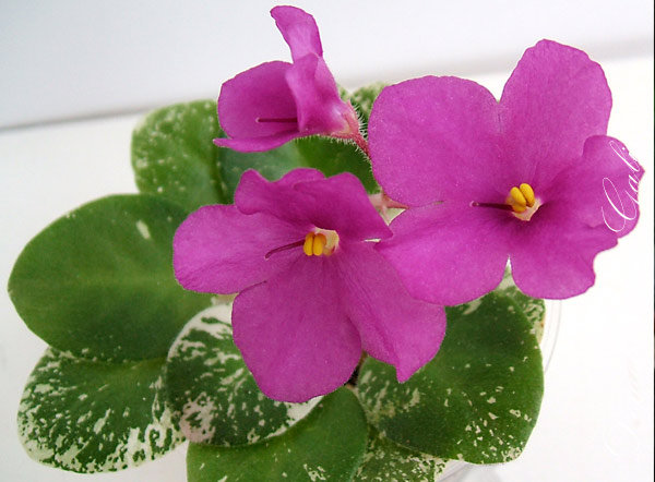 Удивил своим очень ярким и насыщенным цветом.