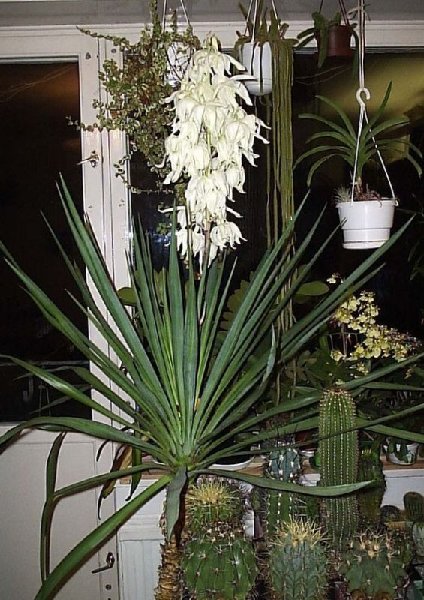 Yucca_gloriosa_10.jpg