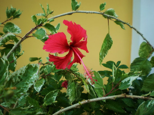 Cooperii - Фото из инета