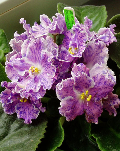 Костина Фантазия