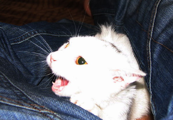 Злющая.............