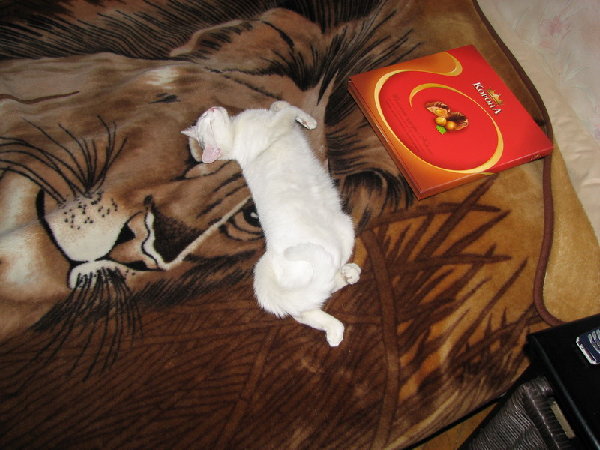 Люблю конфетки