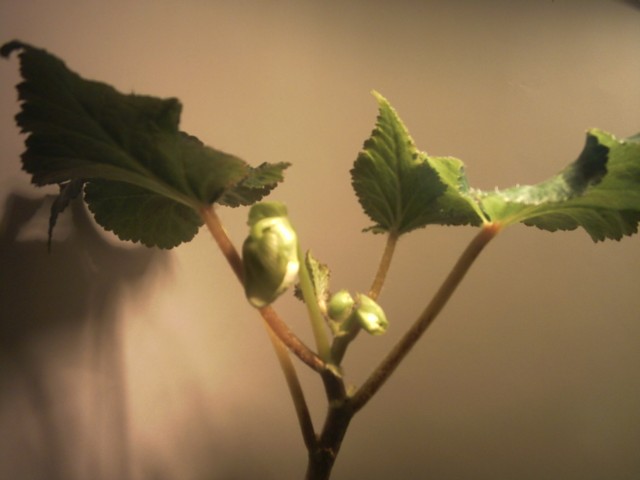 Begonia tuberhybrida 'White'.jpg