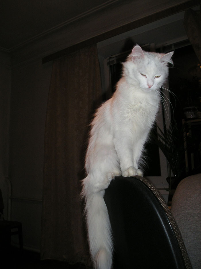 Благородные размышления