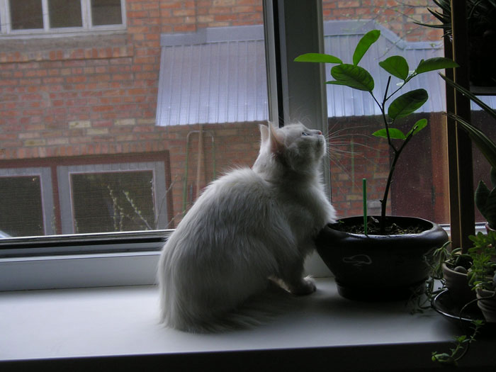 Белокурая Багира