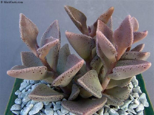 Kalanchoe acutifolia=свинное ушко.jpg