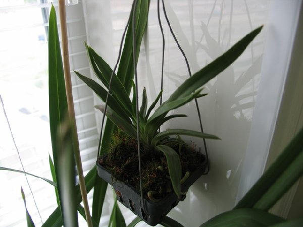 неофинетия фальката