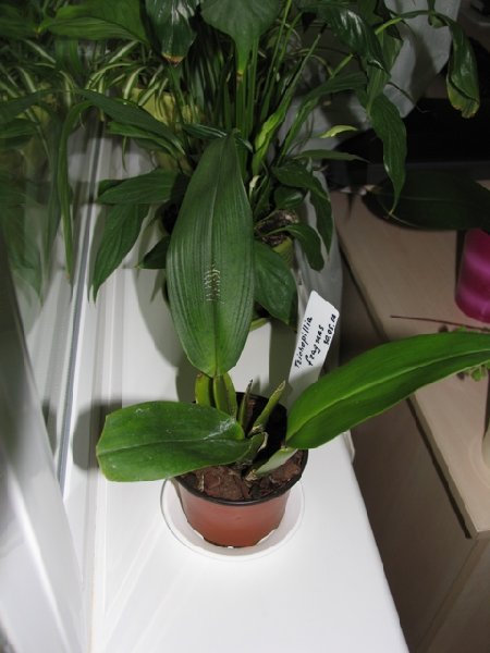 трихопилия фрагранс