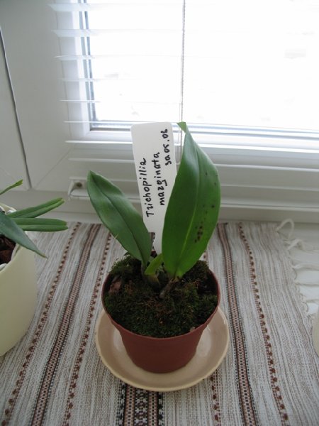 трихопилька маргината