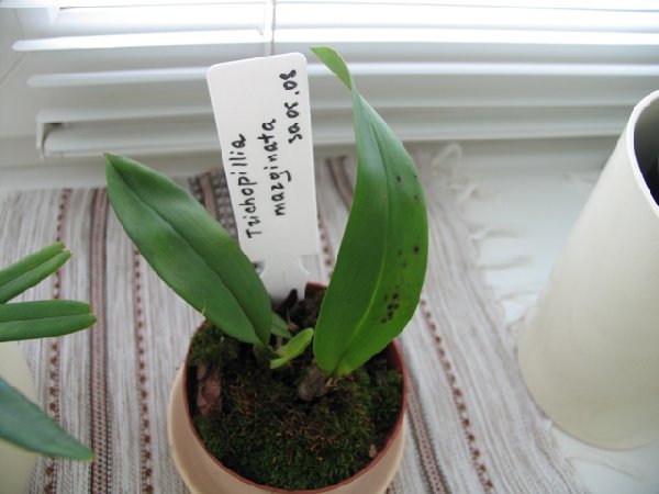 трихопилька маргината