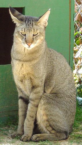 комышовый кот