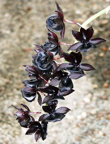 Ctmds Black Magic 'Nosferatu' FCC