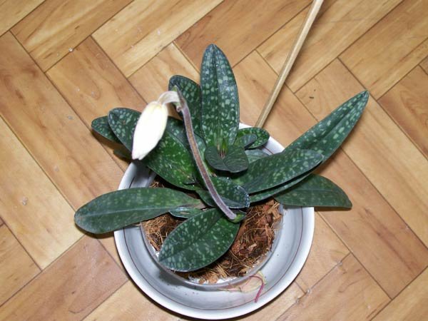 Пафиопедилум нивеум