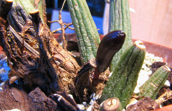 Maxillaria schunkeana.jpg