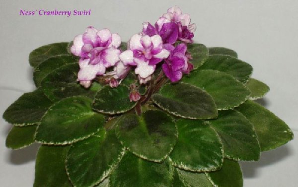 Ness' Cranberry Swirl