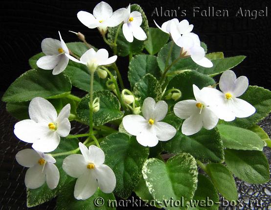 Alan’s Fallen Angel.JPG