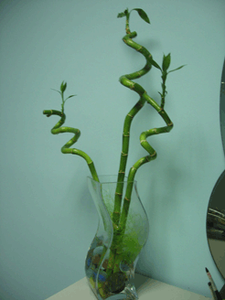 Дарю Юле виртуальный бамбук