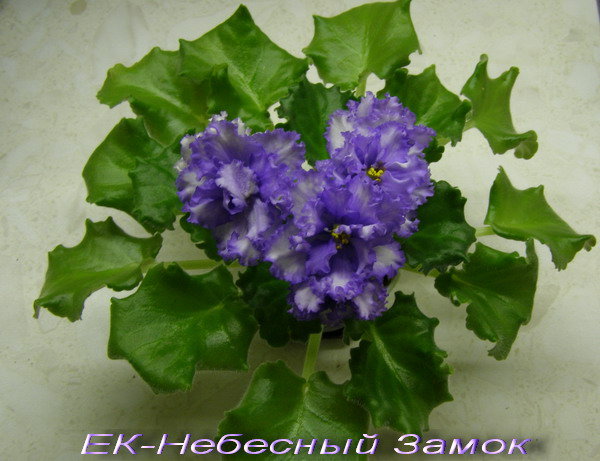 -Небесный Замок.jpg